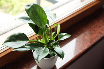 Beautiful green houseplant on window sill indoors, closeup. Space for text © New Africa