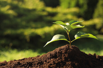 Beautiful green seedling in soil outdoors, closeup with space for text. Planting tree