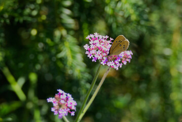 Ringlet (Aphantopus hyperantus) butterfly sitting on a pink flower in Zurich, Switzerland
