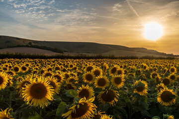 An abundance of sunflowers in the Sussex countryside, with evening light
