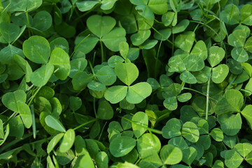 Top view of beautiful green clover leaves