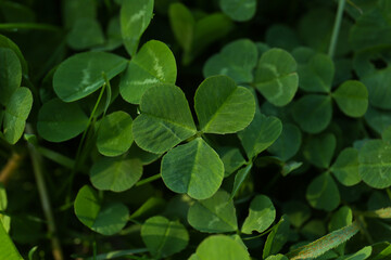 Fototapeta na wymiar Closeup view of beautiful green clover leaves