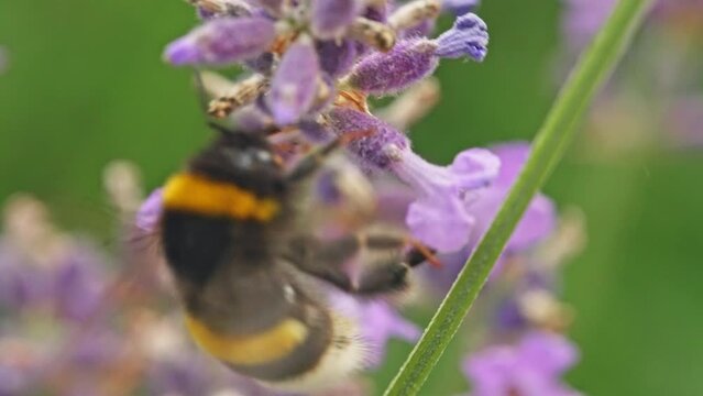 Bumblebee collects pollen on lavender Macro shot in slow motion. High quality 4k footage