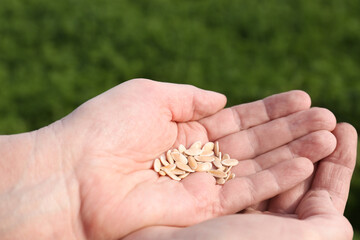 Man holding many cucumber seeds outdoors, closeup