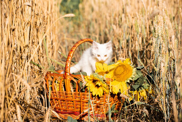 Adorable white kitten sitting near basket with sunflowers in barley field,pet photo. Summer landscape,harvest time © Vita