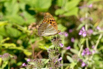 Fototapeta na wymiar The butterfly (Argynnis paphia) close-up
