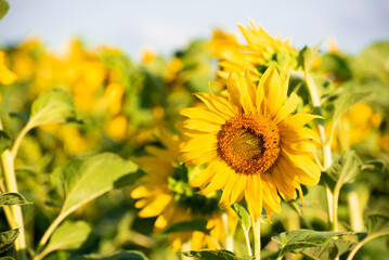 Blossom of sunflowers, field of sunflowers in the afternoon,producing of oil,seeds