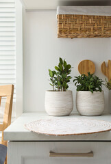 Different aromatic potted herbs on countertop in kitchen