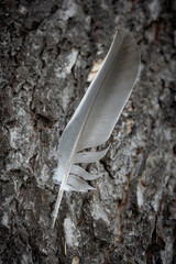 A bird feather on a tree bark background