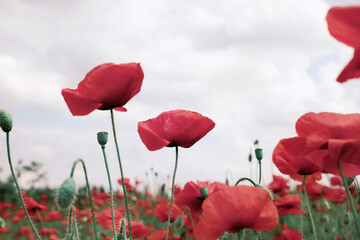 Naklejka premium Beautiful red poppy flowers growing in field, closeup