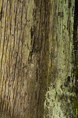 Obraz premium 木の幹の背景素材