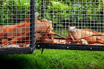 Orange iguana at Cimory Dairyland