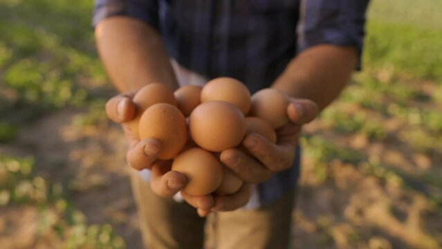 farmer holding in hands many eggs 
