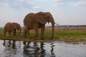 Fototapeta na wymiar Mother elephant and her baby.