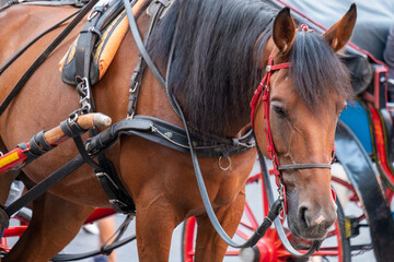 Portrait of beautiful horse pulling carriage in summer 