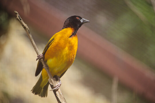 Male Village Weaver (Ploceus cucullatus) with ruffled feathers. High quality photo