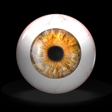 3d  Auge, glasauge mit Iris und Augapfel, freigestellt