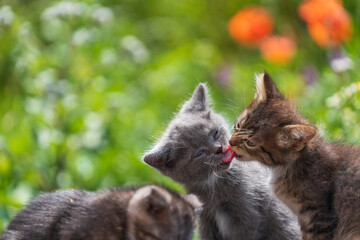 Little three kittens in the garden. Close up domestic animal. Kitten at two month old of life on nature, outdoors