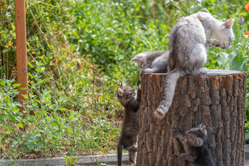 Two adorable kittens play with their mother in garden. Cute funny home pets. Close up domestic animal