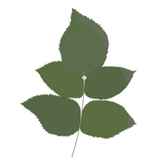 Naklejka na ściany i meble Green raspberry leaf. Single element. Suitable for emblems, econoks, design. Elements of ecology. Flat style. Vector.
