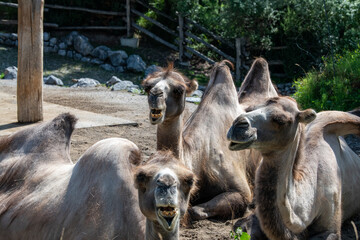 Fototapeta premium Was kuckst du?