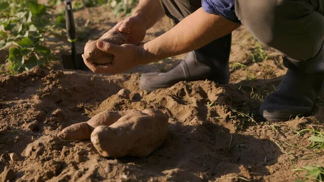 man farmer harvesting ripe sweet potatoes