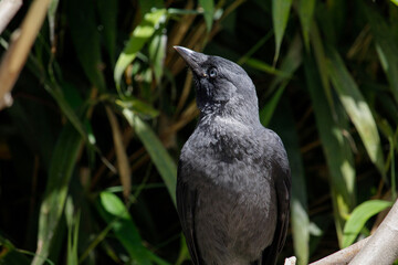 The young western jackdaw with open beak. Coloeus monedula also known as the Eurasian jackdaw