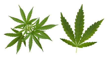 Marijuana or Cannabis ruderalis isolated on white background with clipping path.top view.