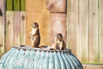 서울 대공원 동물원 프레리독 설치류