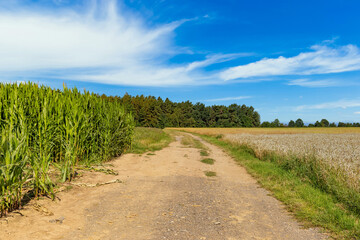 Fototapeta na wymiar Rural road between a corn field and a wheat field