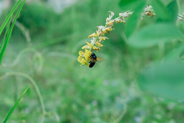 A wasp perching on a flower 