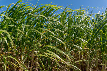 Sugarcane crops plantation farm field in Bundaberg, Australlia. Sugarcane is a raw material to produce sugar, bio fuel and ethanol.