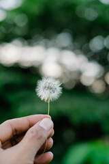 Dandelion flower in man's hand isolated on blurred background