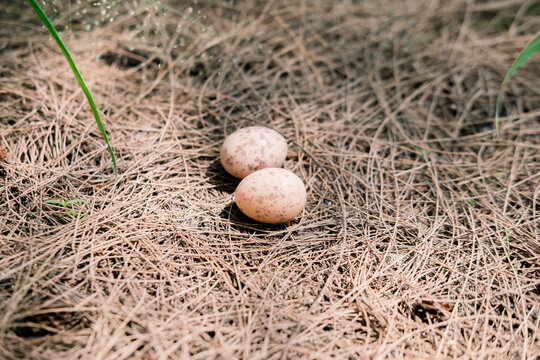 Nest with speckled bird eggs