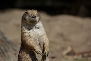 Black-tailed prairie dog. Cynomys ludovicianus is standing up