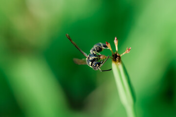Naklejka premium Wasps perched on the tips of weeds (Eumeninae) are solitary insects that feed on wild coriander