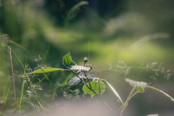 blackberry blossom in the forest, blackberry leaves in the forest, leaves in the forest, morning in the forest, blackberry blossom