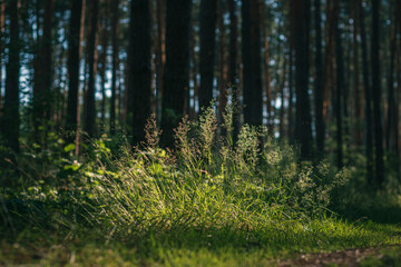forest in the morning