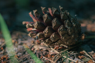 pine cones on the ground, pine cone in the forest, ant on a pine cone, pine cone close-up