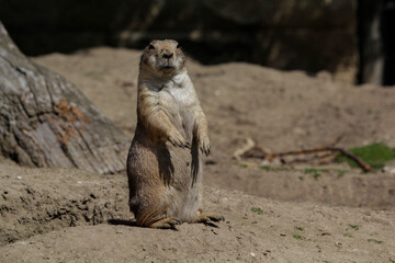 Fototapeta premium Black-tailed prairie dog. Cynomys ludovicianus is standing up