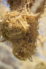  Weaver bird's Nest made of hay in the area to come naturally. . High quality photo