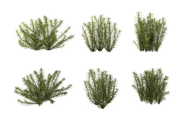 Shrubs and trees on a white background.