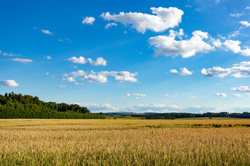 Obraz premium Wheat field on a summer day. Clear weather. Ripe harvest.