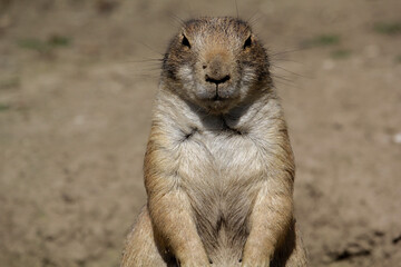 Black-tailed prairie dog. Cynomys ludovicianus is standing up