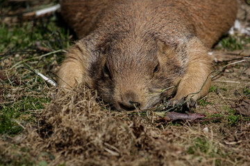 Naklejka premium Black-tailed prairie dog sleeping on the sand belly down
