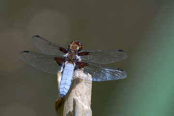 Libellule déprimée
