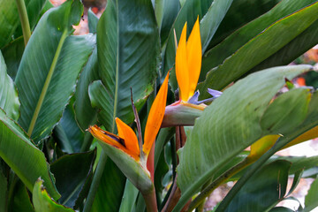 Strelitzia Reginae flower closeup (bird of paradise flower). 