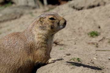 Black-tailed prairie dog. Cynomys ludovicianus is standing up