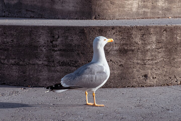 Portrait of seagull with stone masonry building in background in a sunny summer day.