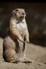 Black-tailed prairie dog. Cynomys ludovicianus is standing up